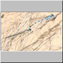 Enallagma cyathigerum - Gemeine Becherjungfer 01.jpg